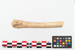 Foto von Tierknochen (NHMW-PRAE-002259)